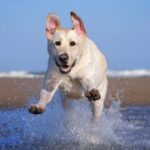 征途国际H5的玩家心得分享,获取实用攻略 413qy