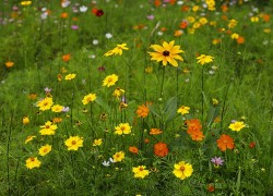 C7C7.app的用户反馈如何影响平台改进